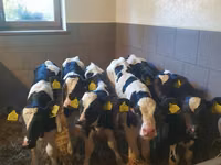 सांड, Russian Black pied cattle — फ़ोटो 1