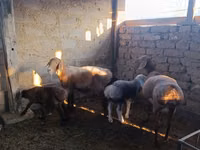 Schaf, Arashan sheep — Foto 3