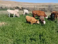 母牛, Latvian Blue cattle — 照片 2