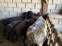 كبش, الأغنام — الصورة 4