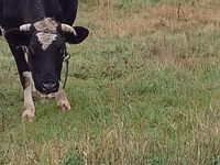 गाय, Russian Black pied cattle — फ़ोटो 2