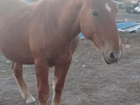 Caballo, Russian Heavy Draft — foto 1