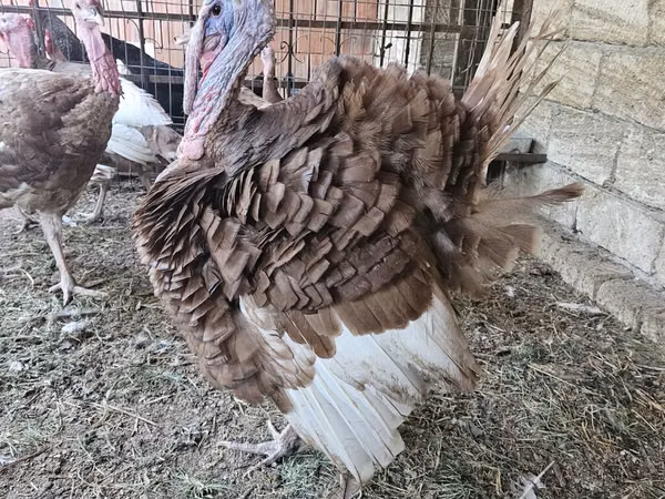 Blanca de pechuga ancha