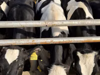 بقرة, Russian Black pied cattle — الصورة 4
