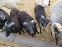 Carnero, Ouessant sheep — foto 3