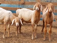 Қошқар, Arashan sheep — 5-сурет
