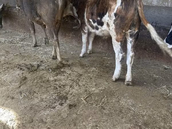 公牛, Simmental cattle — 吉尔吉斯斯坦