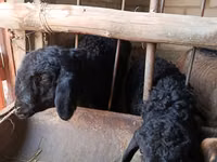 Ram, Sheep — photo 5