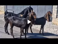Ziege, Kamori goats — Foto 2