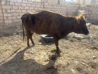 母牛, Cattle — 照片 2