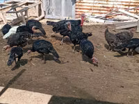 Turkeys — foto 8
