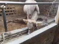 بقرة, Swiss cattle — الصورة 2