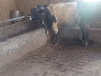 ثور, Russian Black pied cattle — الصورة 7