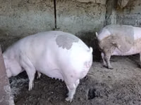 Säue, Schweine — Foto 1