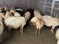 نعجة, Arashan sheep — الصورة 4