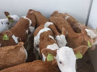 Bulle, Simmental cattle — Foto 4