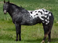 Mare, Appaloosa — photo 5