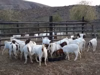 ماعز (دفعة، الجنس غير محدد), Boer goat — الصورة 2