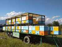 Продам полностью рабочую мобильную пасеку с прицепом: ✅ Вместимость — — फ़ोटो 1