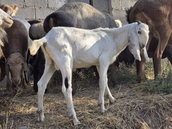 تيس, Beetal goats