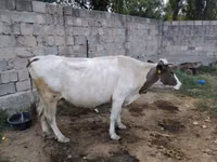 गाय, Russian Black pied cattle — फ़ोटो 2