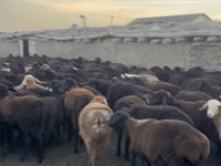 Widder, Hissar sheep — Foto 6