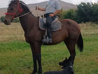 Hengst, Thoroughbred horse — Foto 3
