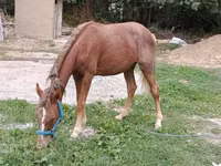 فرس, French Trotter — الصورة 3