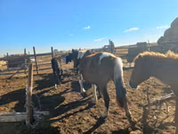 Mare, Horses — photo 6