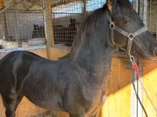 Hengst, Friesian