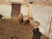 Schaf, Schafe — Foto 4