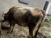 母牛, Cattle — 照片 3