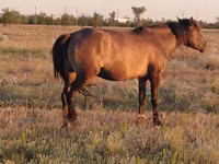 Mare, Mugalzhar horse — photo 3