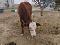 Vaca, Latvian Blue cattle — foto 3