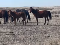 Yegua, Caballos — foto 1