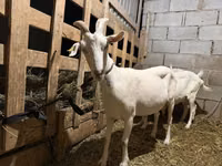 Cabra, Saanen goat — foto 3