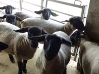 Oveja, White Suffolk sheep — foto 4