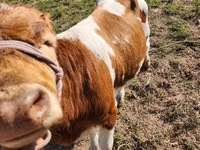 Toro, Simmental cattle — foto 4