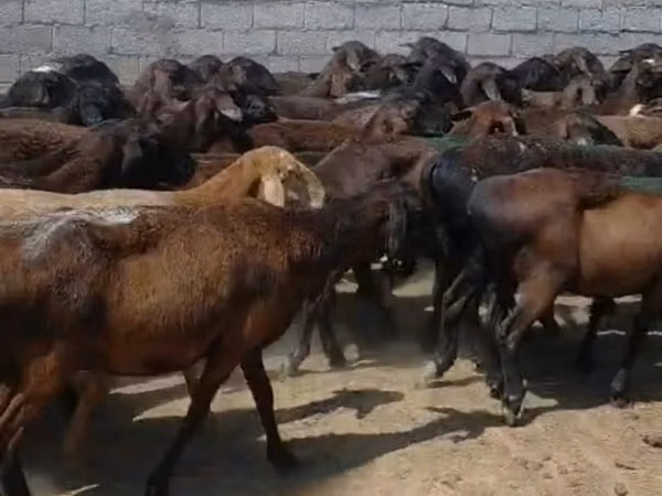 نعجة, Hissar sheep — كازاخستان