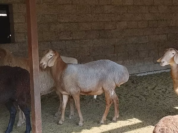 نعجة, Arashan sheep