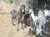 تيس, Nubian Goat — الصورة 1