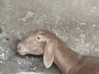 Ram, Sheep — photo 1
