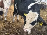 Bovinos (lote, sexo no especificado), Simmental cattle — foto 1