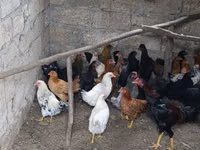 Chickens — फ़ोटो 3