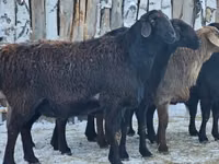 Schaf, Edilbay sheep — Foto 1