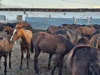 Caballo, Caballos — foto 4