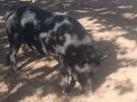 Schweine (Partie, Geschlecht nicht angegeben) — Foto 3