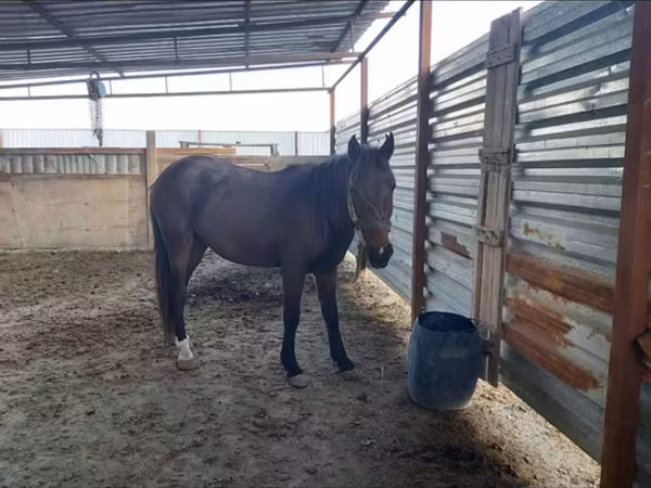Stute, Horse breed