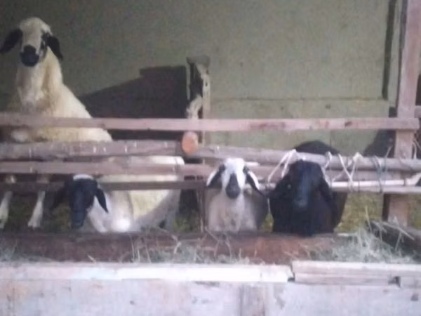 كبش, Blackheaded Persian sheep — أوزبكستان