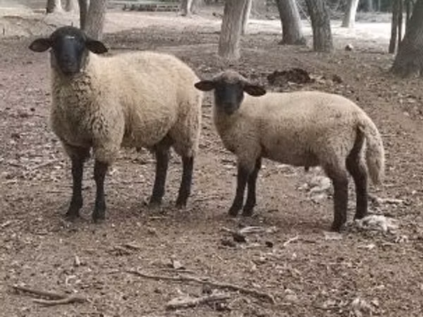 Carnero, White Suffolk sheep